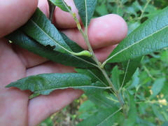 Salix humilis
