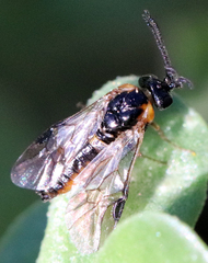 Schizocerella pilicornis