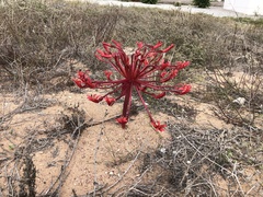 Brunsvigia orientalis