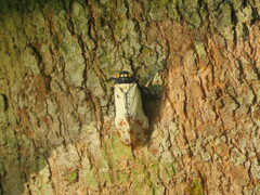 Penthicodes farinosus