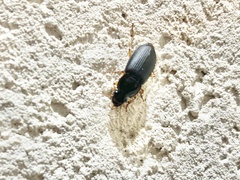 Pseudoophonus