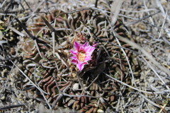 Echinofossulocactus lamellosus