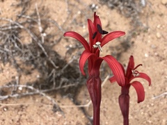 Brunsvigia orientalis
