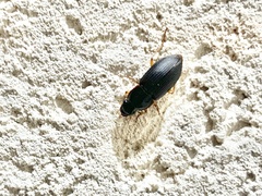Pseudoophonus