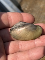 Potamilus fragilis