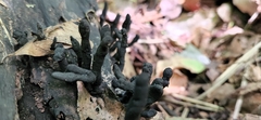 Xylaria polymorpha