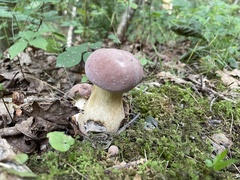 Tylopilus rubrobrunneus