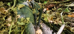 Xylaria polymorpha