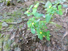Hypericum mutilum