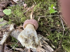 Tylopilus rubrobrunneus