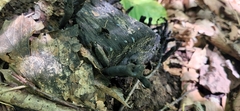 Xylaria polymorpha