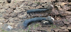 Xylaria polymorpha