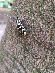 Anoplophora horsfieldii