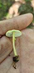 Leucocoprinus fragilissimus