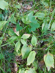 Lysimachia europaea