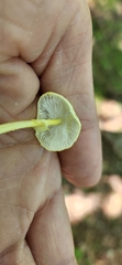 Leucocoprinus fragilissimus