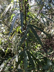 Hibiscus heterophyllus