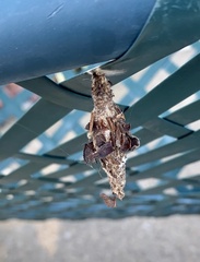 Thyridopteryx ephemeraeformis