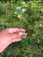 Ostericum tenuifolium