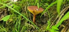 Phylloporus