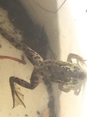 Lithobates septentrionalis