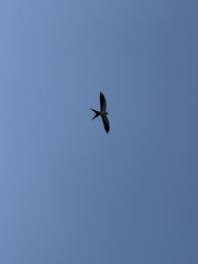 Elanoides forficatus