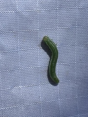Tenthredinoidea
