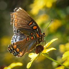 Limenitis arthemis