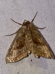 Phlogophora periculosa