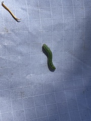 Tenthredinoidea