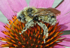 Bombus citrinus