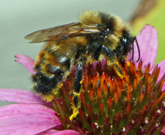 Bombus rufocinctus
