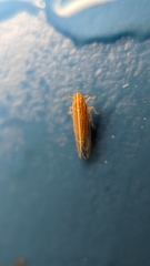 Stenocranus dorsalis