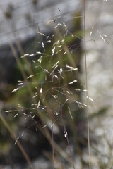 Deschampsia