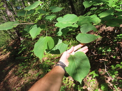 Tilia americana