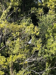 Elanoides forficatus