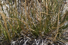 Deschampsia