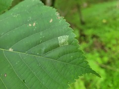 Phyllonorycter lucetiella