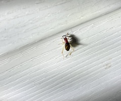 Phyllopalpus pulchellus