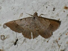 Frederickia flaviterminata