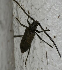 Susuacanga stigmatica