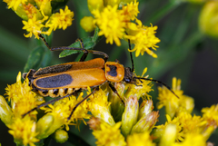 Chauliognathus pensylvanicus