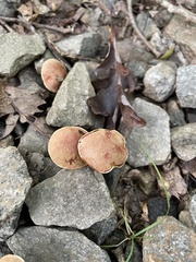 Aureoboletus innixus