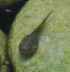 Lithobates berlandieri