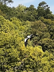 Elanoides forficatus