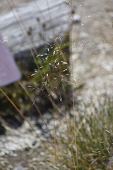 Deschampsia