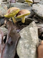 Aureoboletus innixus