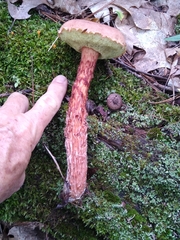 Aureoboletus russellii