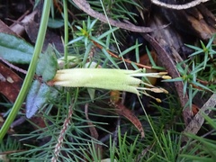 Stenanthera pinifolia