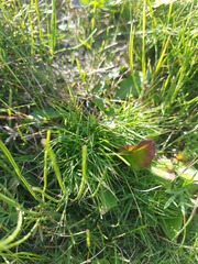 Cleistogenes squarrosa